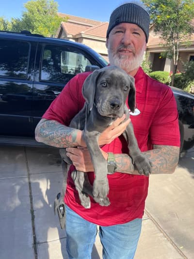 Bennett, a Great Dane puppy from Pawrade