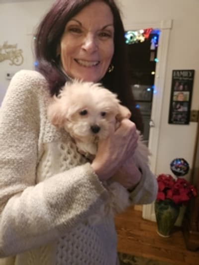Grace, a Havapoo puppy from Pawrade