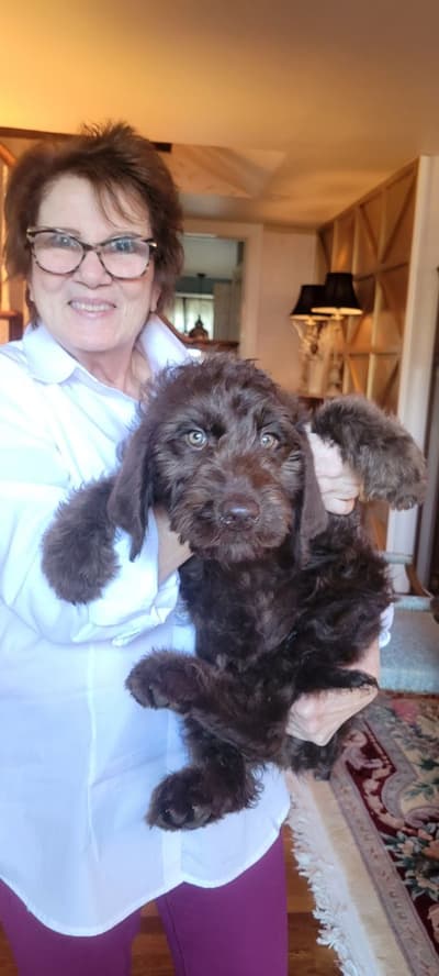 Benjamin, a Labradoodle puppy from Pawrade