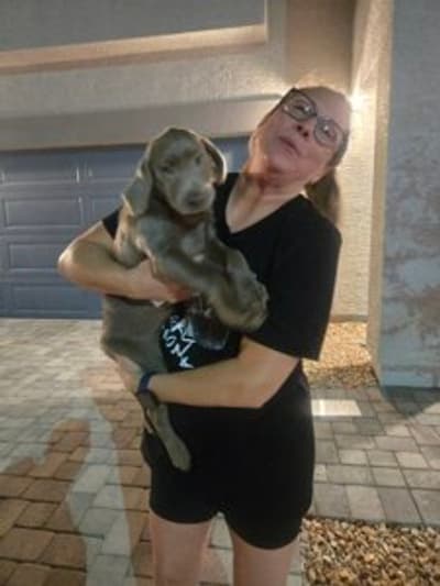 Lucy, a Labrador Retriever puppy from Pawrade