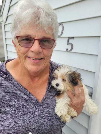 Angelica, a Yorkshire Terrier - Yorkie puppy from Pawrade