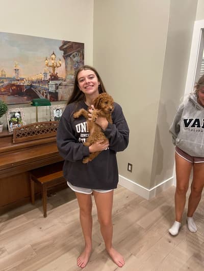 Margo, a Goldendoodle, Mini puppy from Pawrade