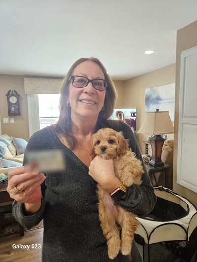 Easton, a Cavapoo puppy from Pawrade