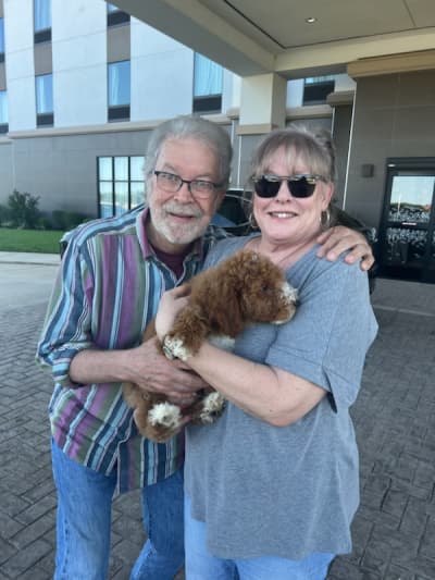 Madden, a Poodle, Miniature puppy from Pawrade