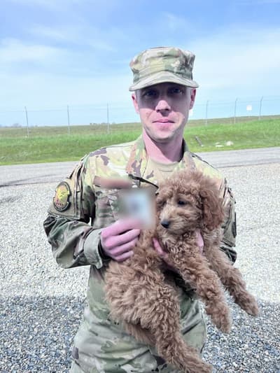 Harmony, a Goldendoodle, Mini puppy from Pawrade