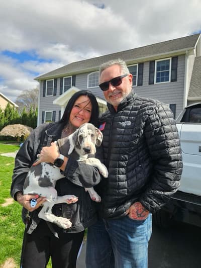 Dakota, a Great Dane puppy from Pawrade