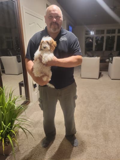 Cassandra, a Goldendoodle, Mini puppy from Pawrade