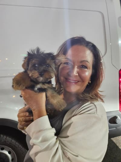 Pandora, a Yorkshire Terrier - Yorkie puppy from Pawrade