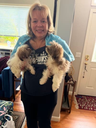 Frankie, a Havanese puppy from Pawrade