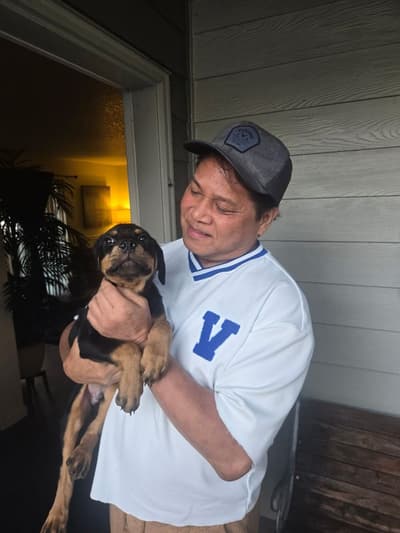 Norman, a Rottweiler puppy from Pawrade