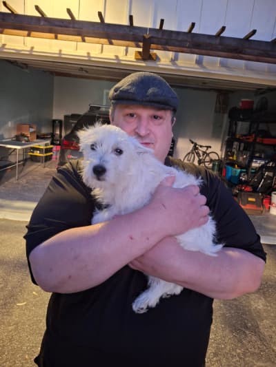 Kyle, a West Highland White Terrier - Westie puppy from Pawrade