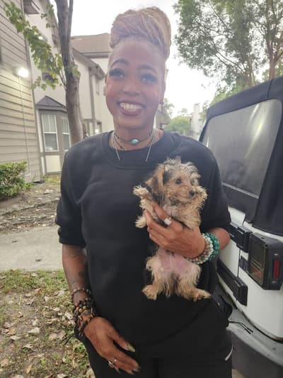 Linus, a Yorkiepoo - Yorkie Poo puppy from Pawrade