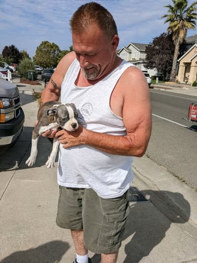 Ramsey, a Boston Terrier puppy from Pawrade