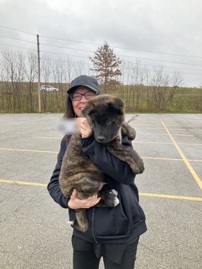 Forest, a Akita puppy from Pawrade