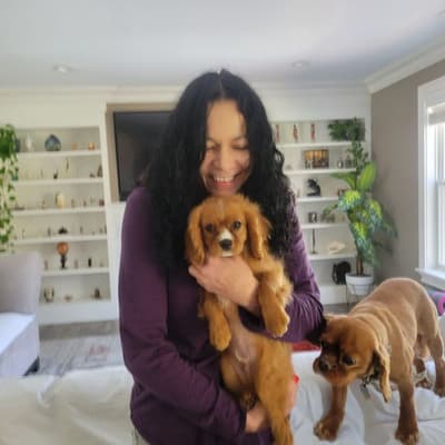 Sonny, a Cavalier King Charles Spaniel puppy from Pawrade