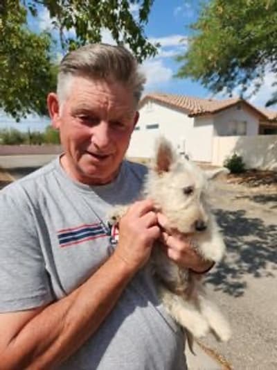 Monty, a Scottish Terrier puppy from Pawrade