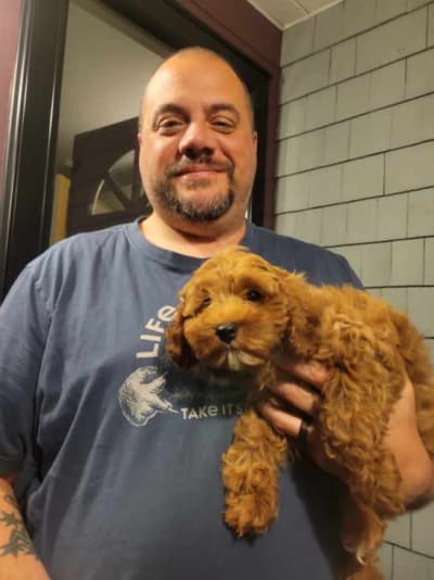 Laci, a Cavapoo puppy from Pawrade