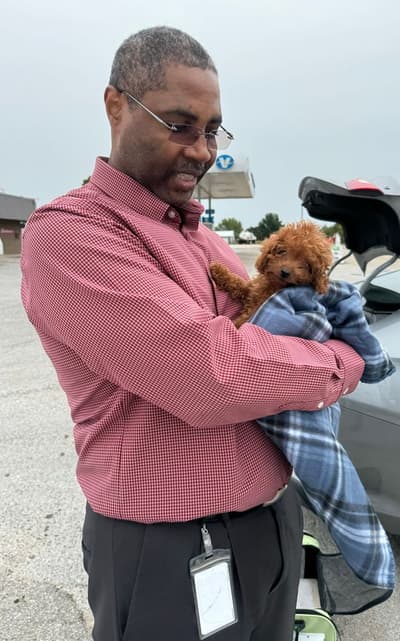 Ravioli, a Poodle, Toy puppy from Pawrade
