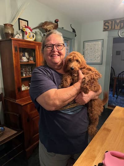 Louisa, a Goldendoodle, Mini puppy from Pawrade