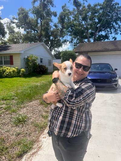 Ollie, a Corgi, Pembroke Welsh puppy from Pawrade