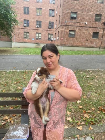 Shamus, a Miniature Australian Shepherd puppy from Pawrade