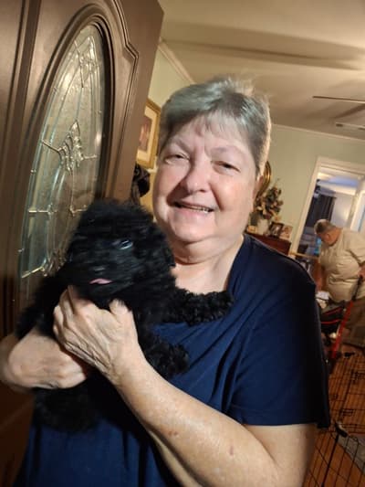 Belle, a Poodle, Miniature puppy from Pawrade