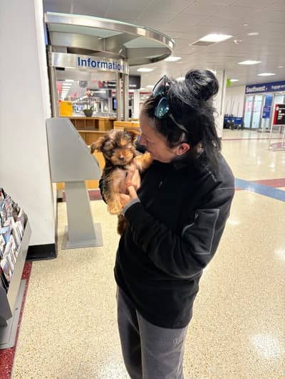 Prince, a Yorkshire Terrier - Yorkie puppy from Pawrade