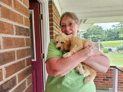 Amanda, a Goldendoodle, Mini puppy from Pawrade