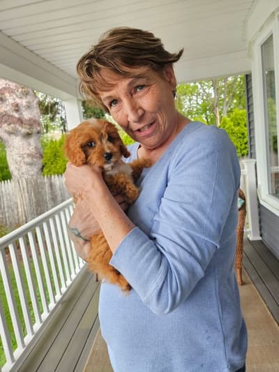 Camila, a Cavapoo puppy from Pawrade