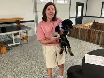 Pearl, a Bernedoodle, Mini puppy from Pawrade