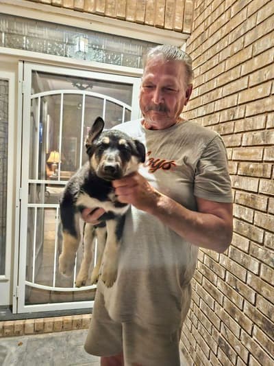 Gunner, a German Shepherd puppy from Pawrade