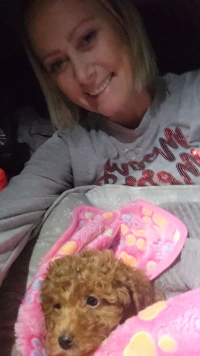 Maleah, a Poodle, Miniature puppy from Pawrade