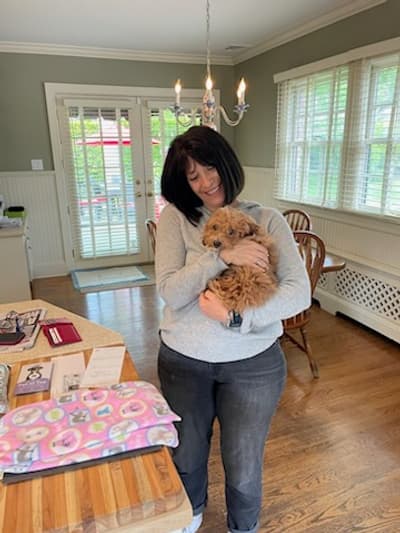Kit, a Poodle, Toy puppy from Pawrade