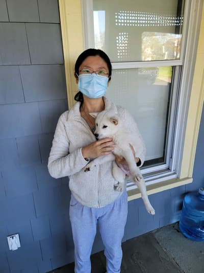 Allie, a Shiba Inu puppy from Pawrade