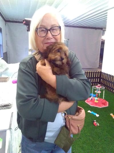 Flynn, a Havapoo puppy from Pawrade