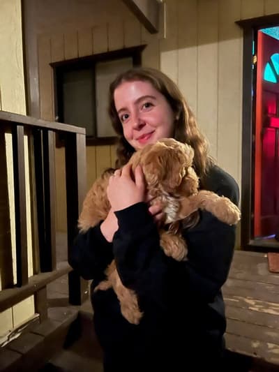 Korban, a Goldendoodle, Mini puppy from Pawrade