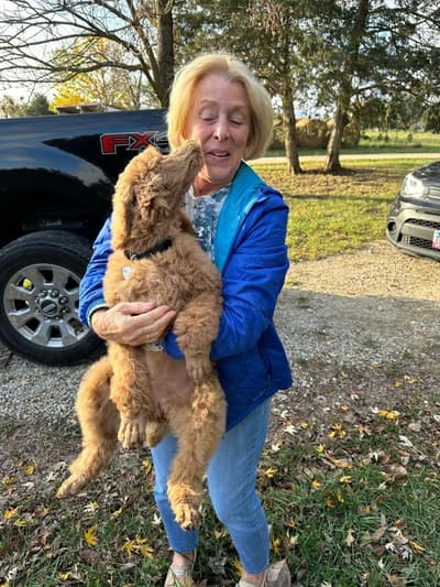 Norah, a Poodle, Standard puppy from Pawrade