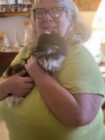 Lacey, a Shih Tzu puppy from Pawrade