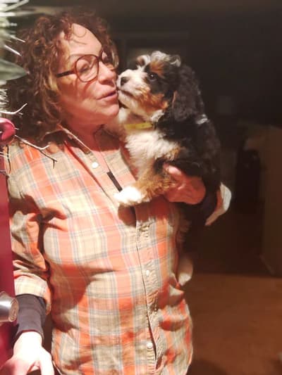Boomer, a Bernedoodle, Mini puppy from Pawrade