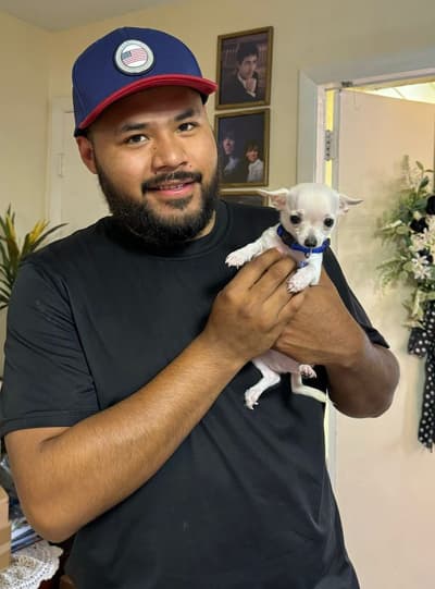 Frankie, a Chihuahua puppy from Pawrade