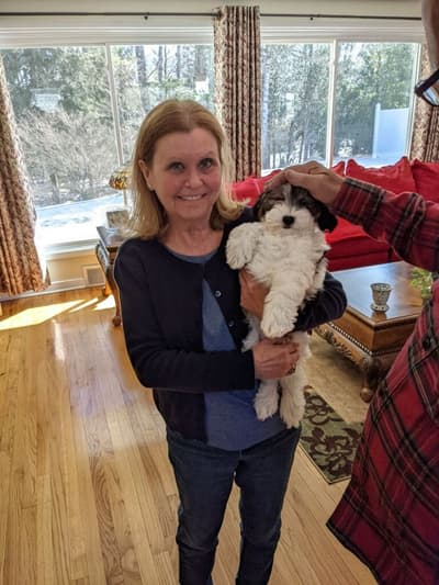 Chloe, a Poodle, Miniature puppy from Pawrade