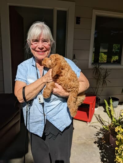 Vicki, a Goldendoodle puppy from Pawrade