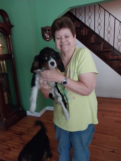 Joseph, a Cavalier King Charles Spaniel puppy from Pawrade