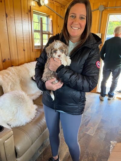 Heddie, a Bernedoodle, Mini puppy from Pawrade