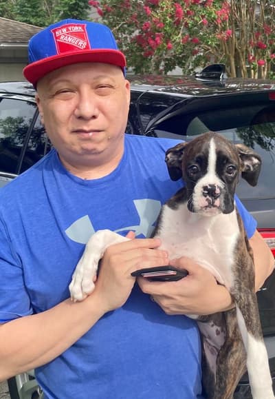 Portia, a Boxer puppy from Pawrade