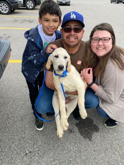 Rocky, a Labrador Retriever puppy from Pawrade