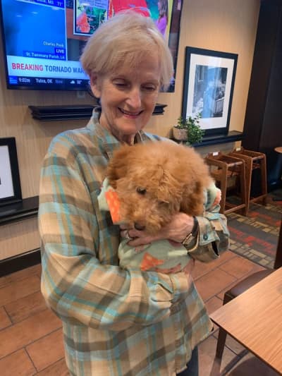 Alanna, a Poodle, Miniature puppy from Pawrade