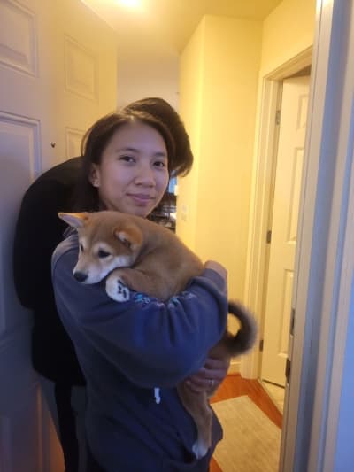 Sora, a Shiba Inu puppy from Pawrade
