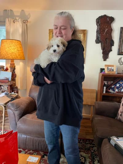 June, a Coton De Tulear puppy from Pawrade