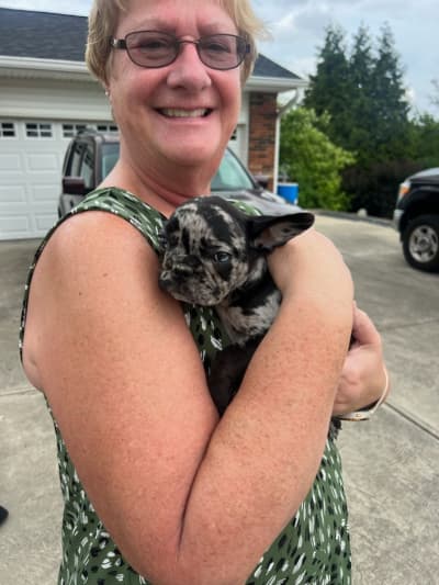 River, a French Bulldog puppy from Pawrade